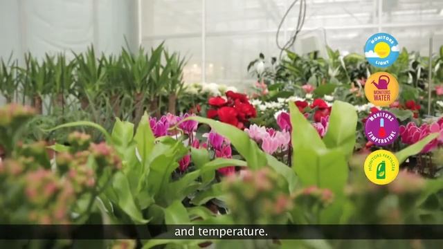 Датчик Росту Рослин Parrot Flower Power смотреть онлайн