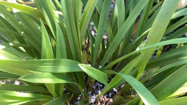 Цимбидиум. Пересадка. Три Ванды. Брукмансия Цветет, Уход. Cymbidium Orchid Repotting. Three Vandas.