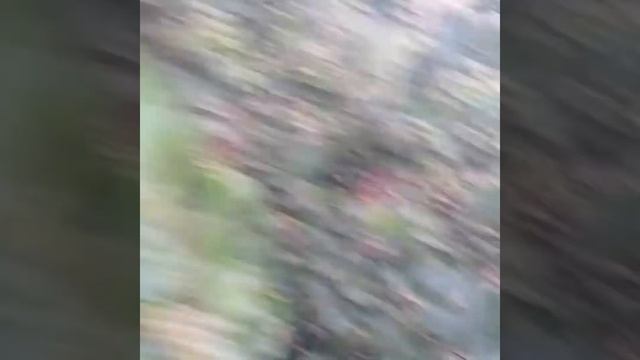 Проблема с кустами чёрной рябины смотреть онлайн