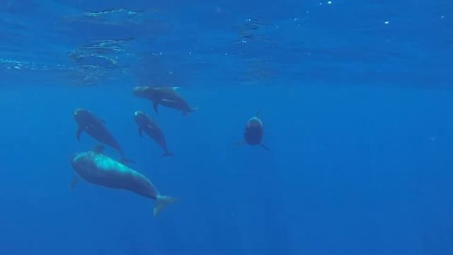 Globicéphales à Tenerife смотреть онлайн