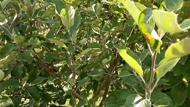 Созревали яблони и груши....... смотреть онлайн