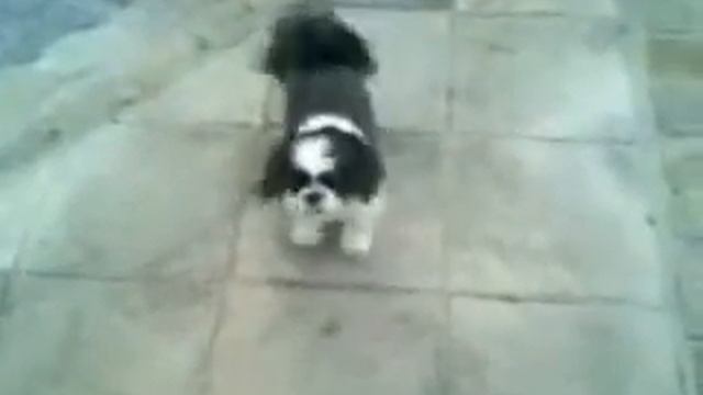 Собака танцует лунной походкой)) смотреть онлайн