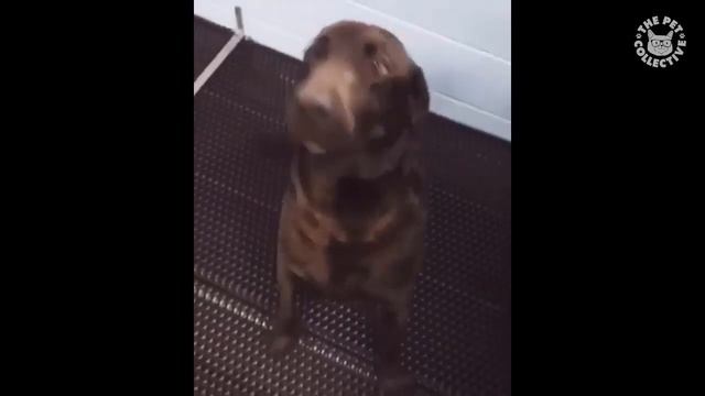 *современный собачий вальс* смотреть онлайн