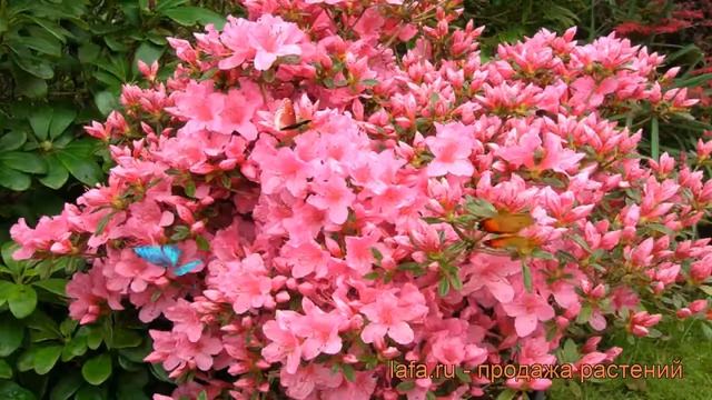 Азалия японская Рококо (azalea Japonica Rokoko) ? Рококо обзор: как сажать, саженцы азалии Рококо