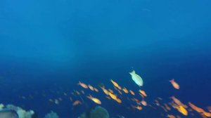 REHANA SHARM RESORT - коралловый риф и его обитатели