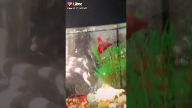 Покажи свою рыбку если она у тебя есть🐠 смотреть онлайн