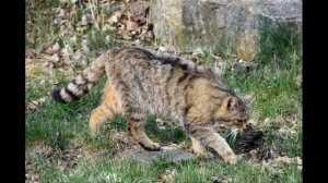 Кавказская лесная кошка