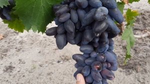 Днепровский сувенир 2022г