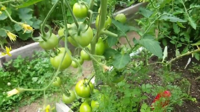 Томат БЛАГОВЕСТ / Обзор, формироване, уход / Моя ошибка в формировании стебля смотреть онлайн