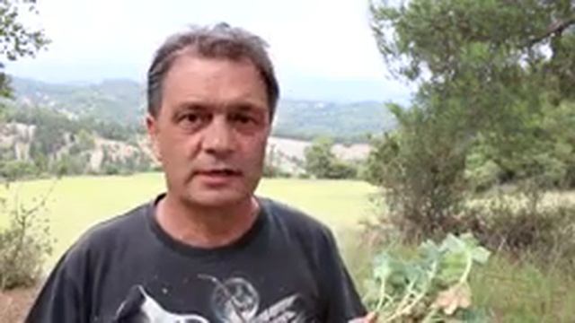 Родиола розовая в Греции. День первый, пробуем... смотреть онлайн