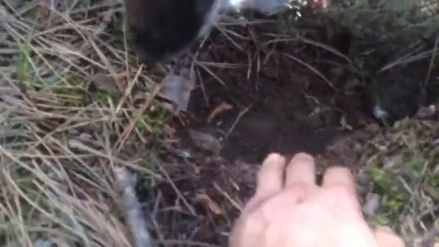 hunting summer truffles - в поисках летнего трюфеля смотреть онлайн