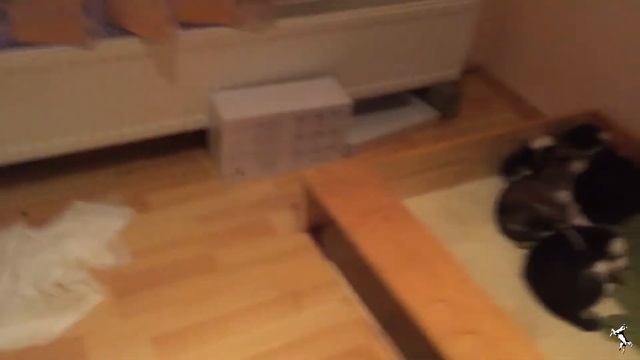 Siberian Husky Names: How To Give Your Dog A Name (4 Weeks Old) смотреть онлайн