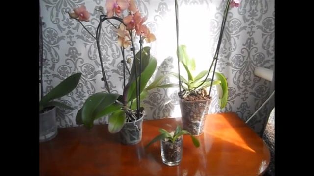ОРХИДЕЯ Клеопатра! Бонни! Калейдоскоп! Отличный Биостимулятор роста для растений! смотреть онлайн