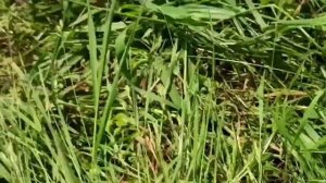 Река Ухтома. Поиск быстрины.