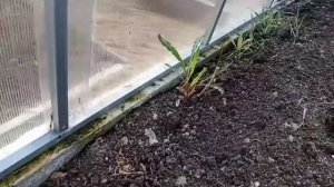 Сорняки. Боремся с сорняками с помощью средства "Ураган"