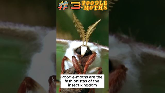 Poodle moth Interesting Fact 3 смотреть онлайн