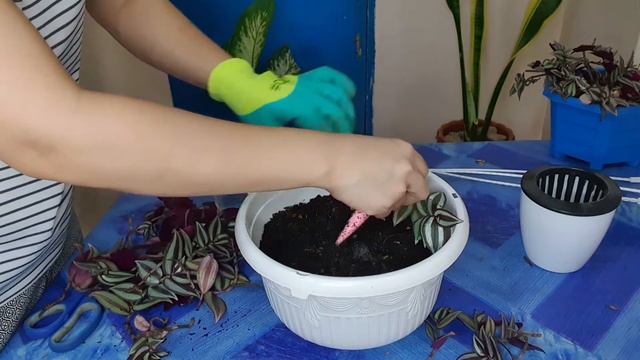 WANDERING JEW CARE TIPS AND PROPAGATION | PAANO MAGPARAMI NG WANDERING JEW | Pearl Lifestyle TV смотреть онлайн