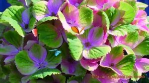 Гортензия крупнолистовая Мэджикал Аметист ? обзор: как сажать, саженцы гортензии Мэджикал Аметист