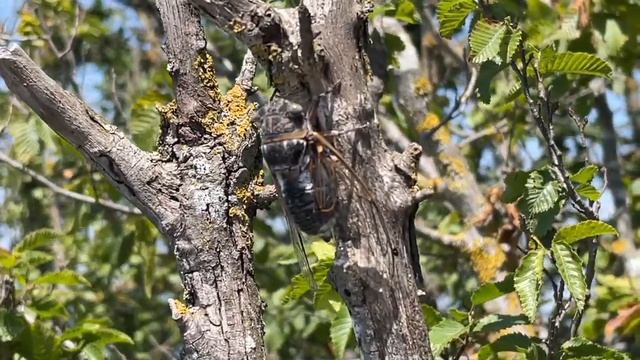 Как жужжит цикада? ? смотреть онлайн