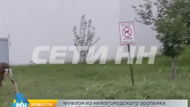 Муфлон из нижегородского зоопарка стал звездой цирковой сцены смотреть онлайн