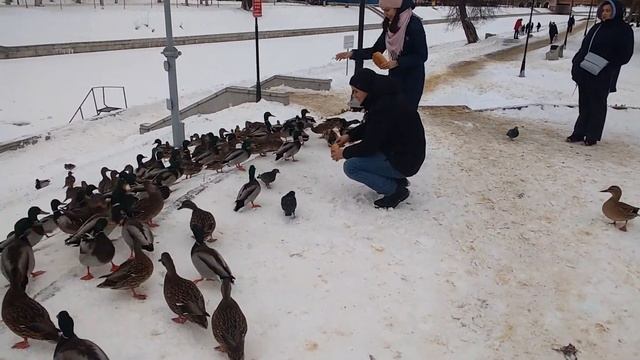 0887, город Орёл, Советский район, река Орлик, плотина, Богоявленский собор, кормление, берег, утк смотреть онлайн