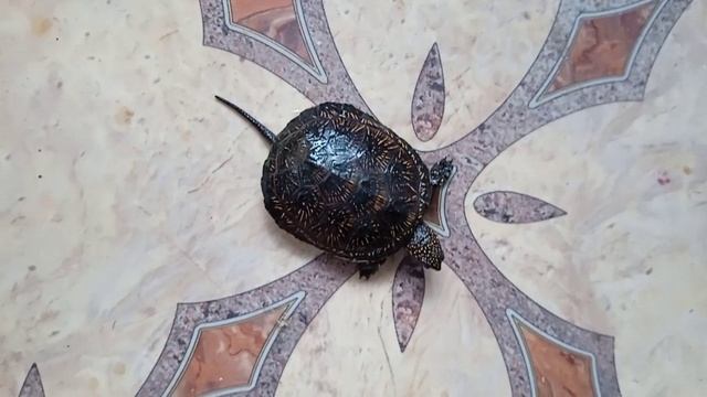 ППП2. Черепашка