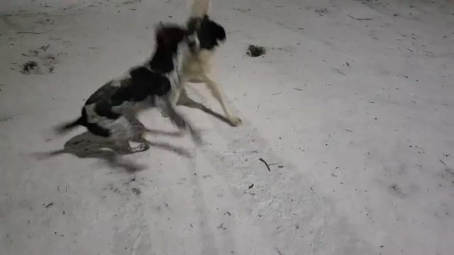Утренняя прогулка ландсиров. смотреть онлайн