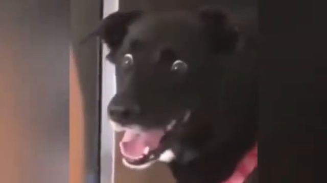 Мемы от Златы смотреть онлайн