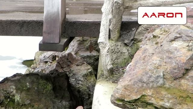 Canon Ixus 255 HS - testovací video смотреть онлайн