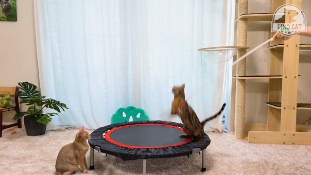 Can Cats Jump on the Trampoline?ㅣDino cat смотреть онлайн