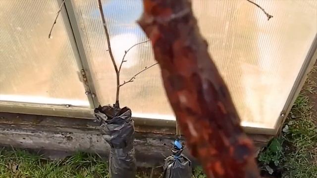 Особенности разведения яблонь на Урале методом воздушных отводок. смотреть онлайн