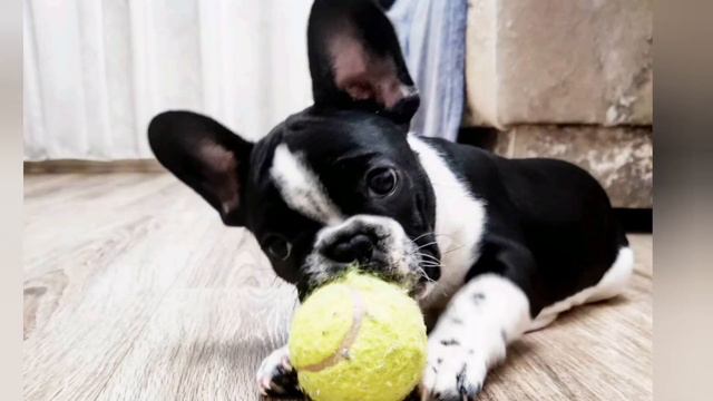 Жизнь французского бульдога ❤️💋🐾 смотреть онлайн