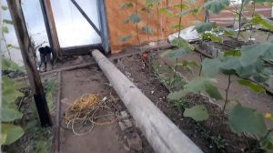 Отопление в зимней теплице+размеры теплицы дымоход в теплице