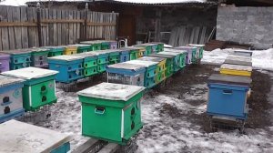 Выставка пчёл из зимовника на Урале 2014год