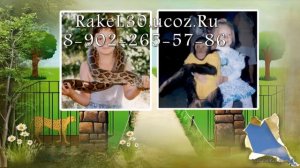 Презентация на свадьбе начиная с детских фотографий