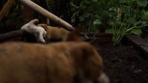 Готовим блюда из айвы  для  ужина Азербайджанская Кухня Деревенская Кухня  Рецепты