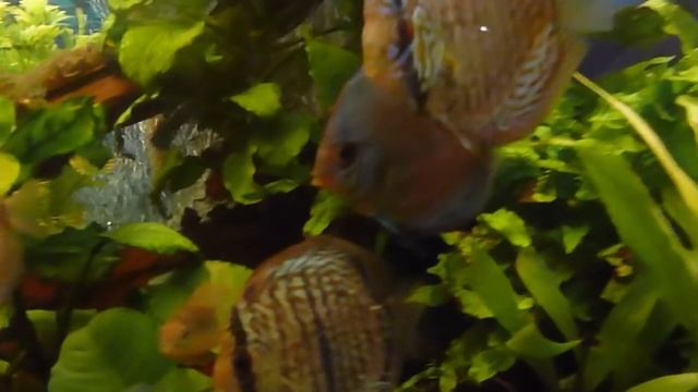 Дискусятник на 1500 литров