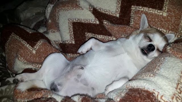 Funny chihuahua sleeping and snoring. Чихуахуа спит и храпит. смотреть онлайн