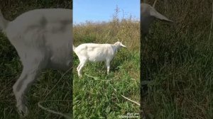 Давай коза попрыгаем