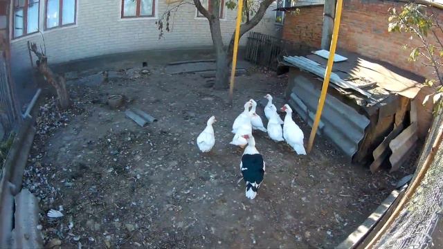 У бабушки в деревне - 2016. Слобода Большая Орловка. Visiting grandmother - 2016 смотреть онлайн