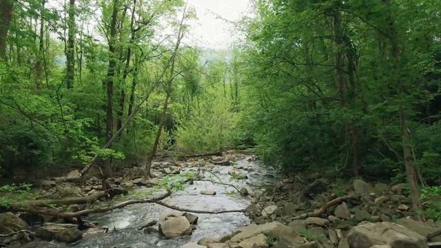 Fast meditation in forest,relax music and motivation Быстрая медитация в лесу смотреть онлайн