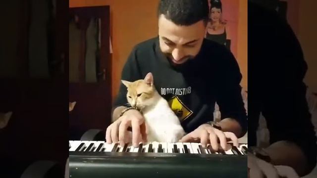 Коту музыка нравится смотреть онлайн
