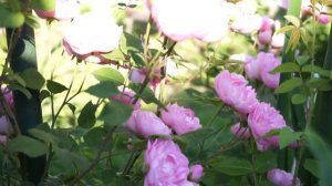 Роза(плетистая) Раубриттер. 2й год посадки.