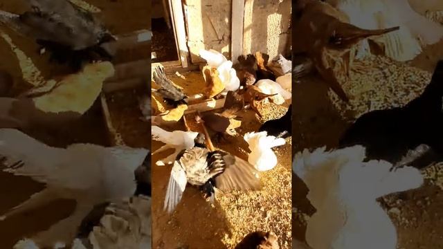 Голуби Сибиркие Ейские Малаканы и Бельцкие двухчубые турманы... смотреть онлайн