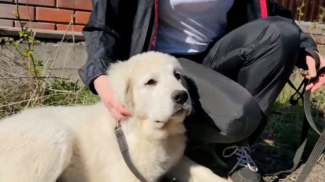 Щенок Польская подгалянская овчарка 3 месяца первый раз на прогулке на поводке. смотреть онлайн