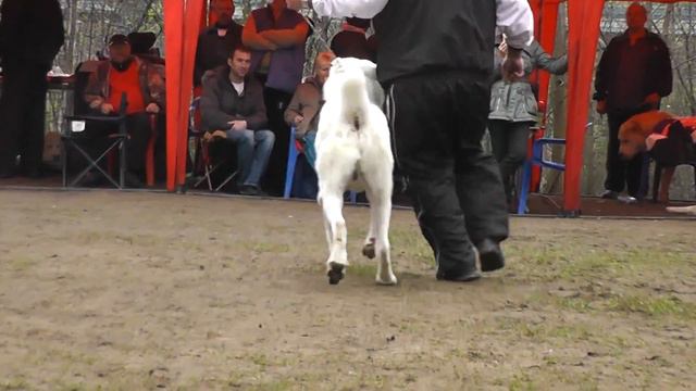 «Достояние Отечества -- 2013» «Кубок Мира - 2013» 4 мая 2013 г. смотреть онлайн