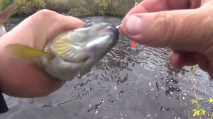 сентябрьский хариус 2018 эпизод второй рыболовный