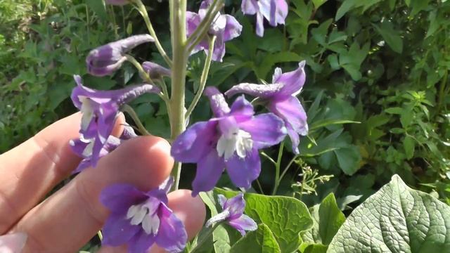 Как сушить цветы для эпоксидной смолы в манке. Сушим цветы сухоцветы. Объёмная сушка цветов в манке смотреть онлайн