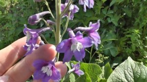 Как сушить цветы для эпоксидной смолы в манке. Сушим цветы сухоцветы. Объёмная сушка цветов в манке