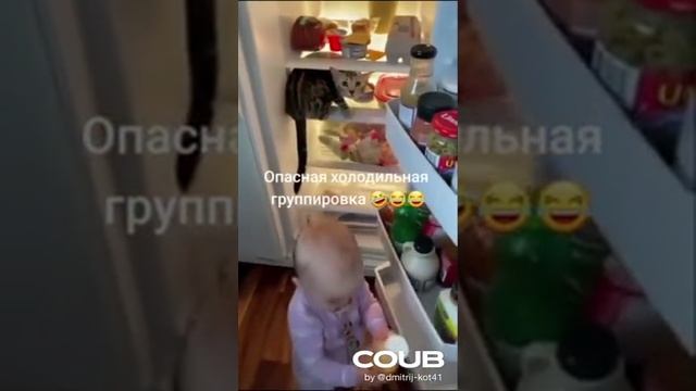 забавные котики - напарники смотреть онлайн